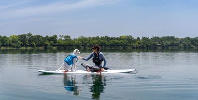 Dog Life Jacket: That Stripe of Summer's Calming Blue, Love's Deepest Commitment