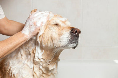 How Often Should You Bathe a Dog?