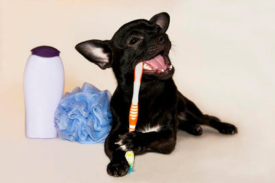 How to Brush Dog’s Teeth for Strong Teeth and Healthy
