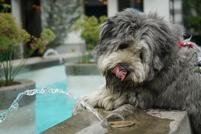 Why is Your Dog Drinking So Much Water?