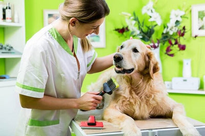 How Often Should I Take My Dog to the Vet?