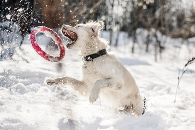 How Exactly is Too Cold for Dogs?