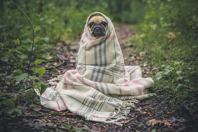 How to Keep Your Dog Warm in Cold Weather?