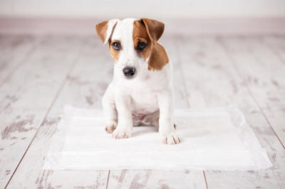 Dog Housetraining: Train Your Puppy to Use a Pee Pad
