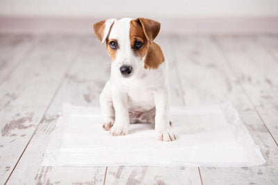 Dog Housetraining: Train Your Puppy to Use a Pee Pad