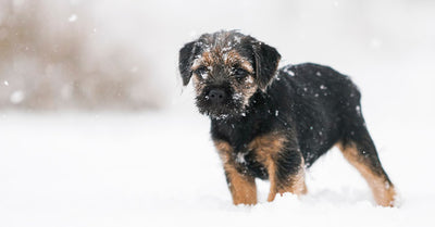 Winter Is Not Over Yet, Your Dog Still Needs These Great Coats