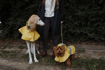 5 Best Dog Raincoats in 2021