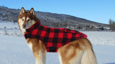 Dogs' Plaid Fashion In Winter