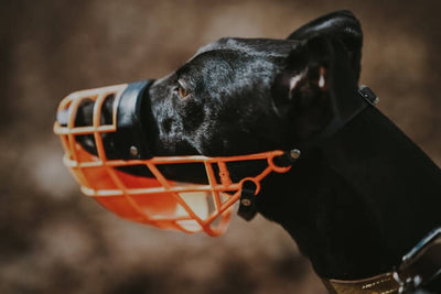 How Long Can a Dog Wear a Muzzle?