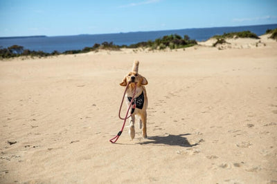 Dog-friendly Beaches in N.Y. for a Day by the Ocean with Your Best Friend