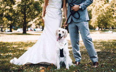 The Best Wedding Outfits for Dogs on Your Big Day