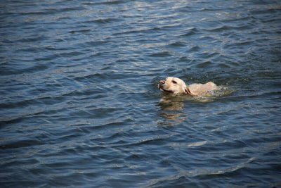 Help! 13 Dog Breeds That Can't Swim